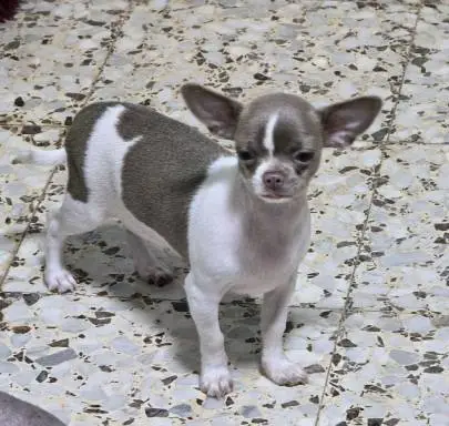 Chihuahua boy is really looking forward to his family, Animals