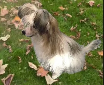 Chinese Crested puppy for sale! Purebred Powderpuff girl, miniature size! Age 4 months, Animals