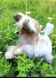 Chinese Crested puppy for sale! Purebred Powderpuff girl, miniature size! Age 4 months, Animals