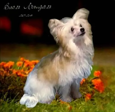 Chinese Crested puppy for sale! Purebred Powderpuff girl, miniature size! Age 4 months, Animals