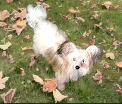 Chinese Crested puppy for sale! Purebred Powderpuff girl, miniature size! Age 4 months, Animals