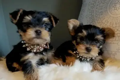 Yorkshire Terrier puppies for Adoption , Animals, Sale of dogs, Yorkshire Terrier, Mishmeret, 0 ₪