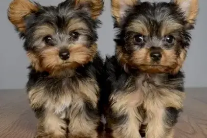 Yorkshire Terrier puppies for Adoption, Animals, Sale of dogs, Yorkshire Terrier, Mitzpe Aviv, 0 ₪