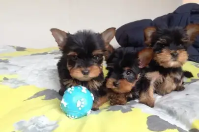 Yorkshire Terrier puppies for Adoption, Animals, Sale of dogs, Yorkshire Terrier, Mitzpe Aviv, 0 ₪