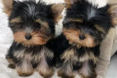  Looking for forever homes , Animals, Sale of dogs, Yorkshire Terrier, Patish, 0 ₪