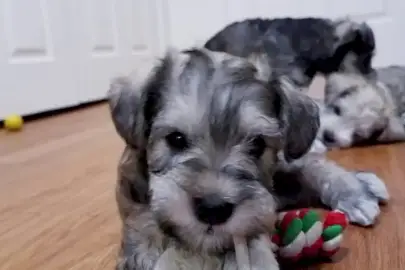  Beautiful Vaccinated Schnauzer puppies available for sale now for loving h, Animals, Sale of dogs, Miniature Schnauzer, Tekoa, 0 ₪