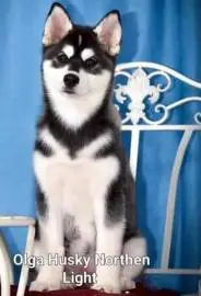 Purebred Siberian Husky puppies from parents with excellent genetics and pedigree, vaccinations, 052-7726371 Olya, Animals, Sale of dogs, Haifa