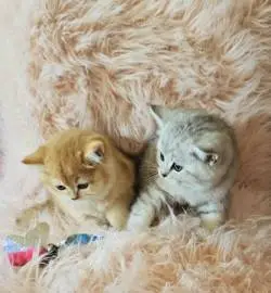 Scottish kittens for sale, Affectionate, gentle, tame - love children and get along with non-aggressive animals, Animals, Sale of cats