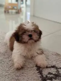 Shih Tzu Puppies, Animals, Bat Yam