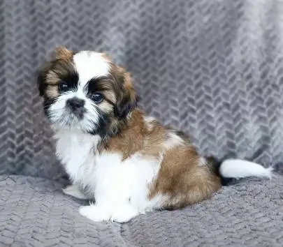 Shih Tzu boys looking for a home, Animals, Sale of dogs, Or Akiva