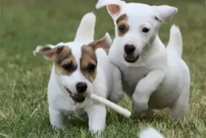 Purebred Jack Russell Puppies for adoption, Animals, Sale of dogs, Jack Russell Terrier, Shilat, 0 ₪