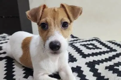 Jack Russell Terrier Puppy, Animals, Sale of dogs, Jack Russell Terrier, Haifa, 3,000 ₪