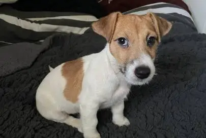 Jack Russell Terrier Puppy, Animals, Sale of dogs, Jack Russell Terrier, Haifa, 3,000 ₪