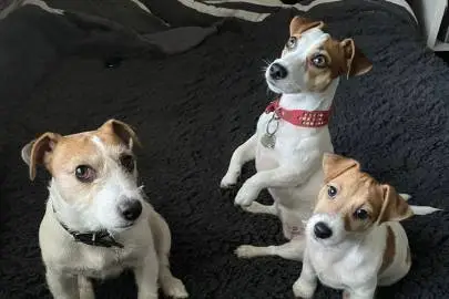 Jack Russell Terrier Puppy, Animals, Sale of dogs, Jack Russell Terrier, Haifa, 3,000 ₪