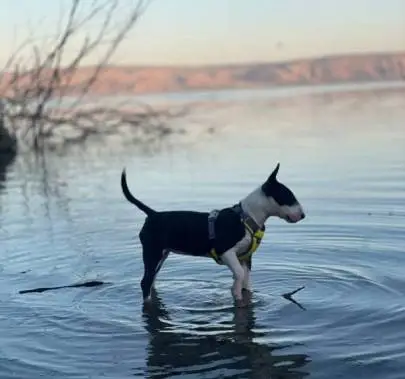 Miniature Bull Terrier puppy, female, 5 months old, Animals