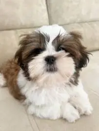 Shih Tzu boy looking for parents, born 23, Animals