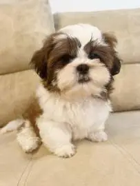 Shih Tzu boy looking for parents, born 23, Animals