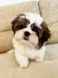 Shih Tzu boy looking for parents, born 23, Animals