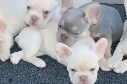 French Bulldog puppies for Adoption, Animals, Sale of dogs, Bulldog, Ramat Gan, 0 ₪