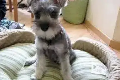 Miniature Schnauzer puppy white and black for Adoption, Animals, Sale of dogs, Miniature Schnauzer, Eilat, 0 ₪