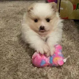 Pomeranian Spitz girl 2 months, Animals