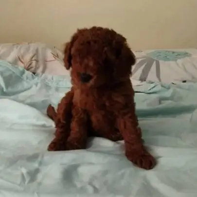 Miniature red poodle puppies for sale, Animals, Haifa