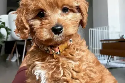 גורי Cavapoo לאימוץ, חיות מחמד, מכירת כלבים, קוקר ספניאל, עמקה, 0 ₪