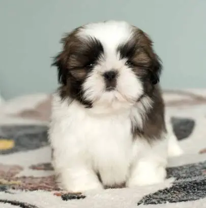 Charming shih tzu puppies from imported parents with a pedigree, looking for a warm home and caring moms and dads, Animals