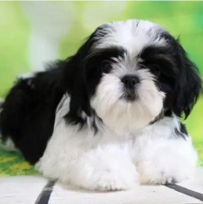 Charming shih tzu puppies from imported parents with a pedigree, looking for a warm home and caring moms and dads, Animals