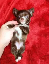 Chihuahua mini smooth haired and long haired boy, Animals