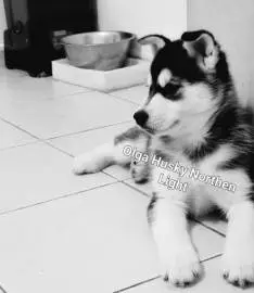 Pedigree husky puppies, 2 months old, vaccinated according to age, parents with documents and vaccinations, good pedigree and excellent character, people-oriented, Animals