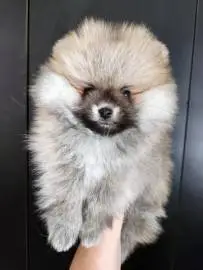 Mini Pomeranian puppies (bear type), Animals