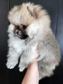 Mini Pomeranian puppies (bear type), Animals