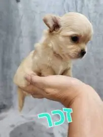 Chihuahua puppies, one and a half months old, eat dry food on their own, accustomed to a diaper, parents are on site, Animals