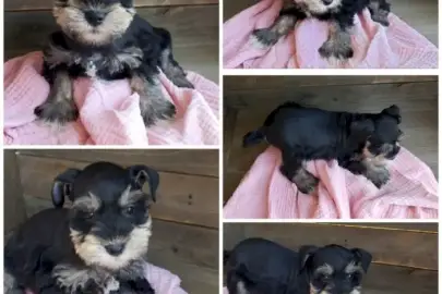 Healthy and well trained Snaughzer puppies for Adoption, Animals, Sale of dogs, Miniature Schnauzer, Glil Yam, 0 ₪