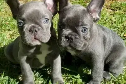 French Bulldog puppies for Adoption, Animals, Sale of dogs, Bulldog, Fassuta, 0 ₪