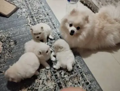 White Pomeranian Puppies 0523056375, Animals, Bat Yam