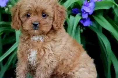 זמינים גורי Cavapoo לאימוץ משלוח עד הבית, חיות מחמד, מכירת כלבים, מלטיפו, רמת גן, 0 ₪