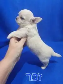 Chihuahua puppies, one and a half months old, eat dry food on their own, accustomed to a diaper, parents are on site, Animals