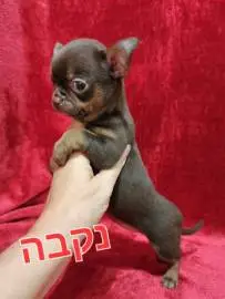 Chihuahua puppies, one and a half months old, eat dry food on their own, accustomed to a diaper, parents are on site, Animals