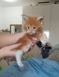 Maine coon kittens, Animals, Hadera