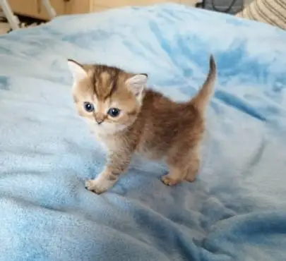 Scottish kittens! Fold and straight-eared boys and girls, Animals, Hadera