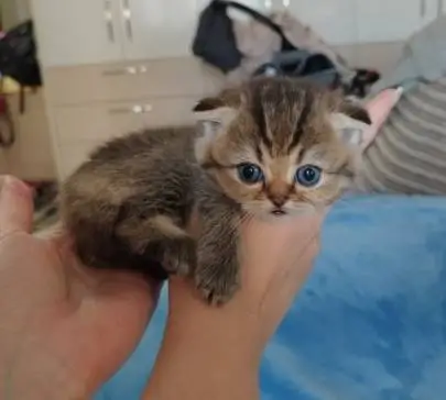 Scottish kittens! Fold and straight-eared boys and girls, Animals, Hadera