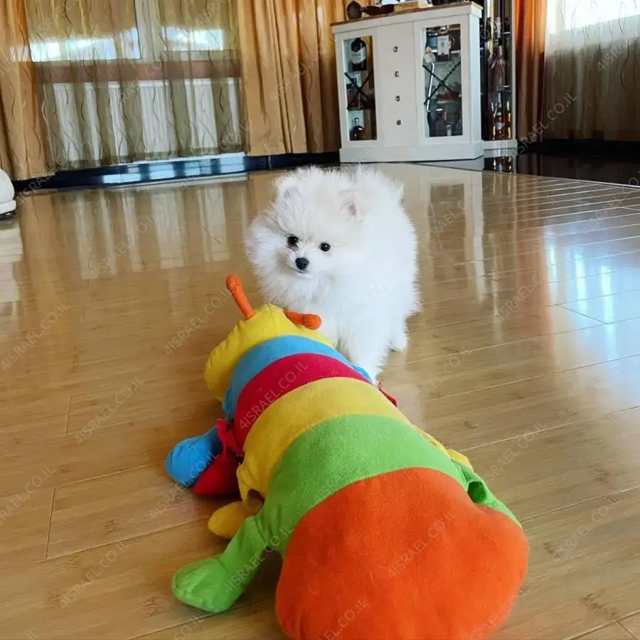 One female and One male Pomeranian for adoption | to Daburiyya price ...